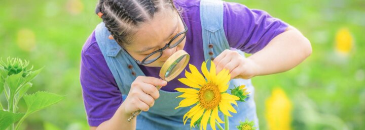 Frau untersucht Sonnenblume mit Lupe